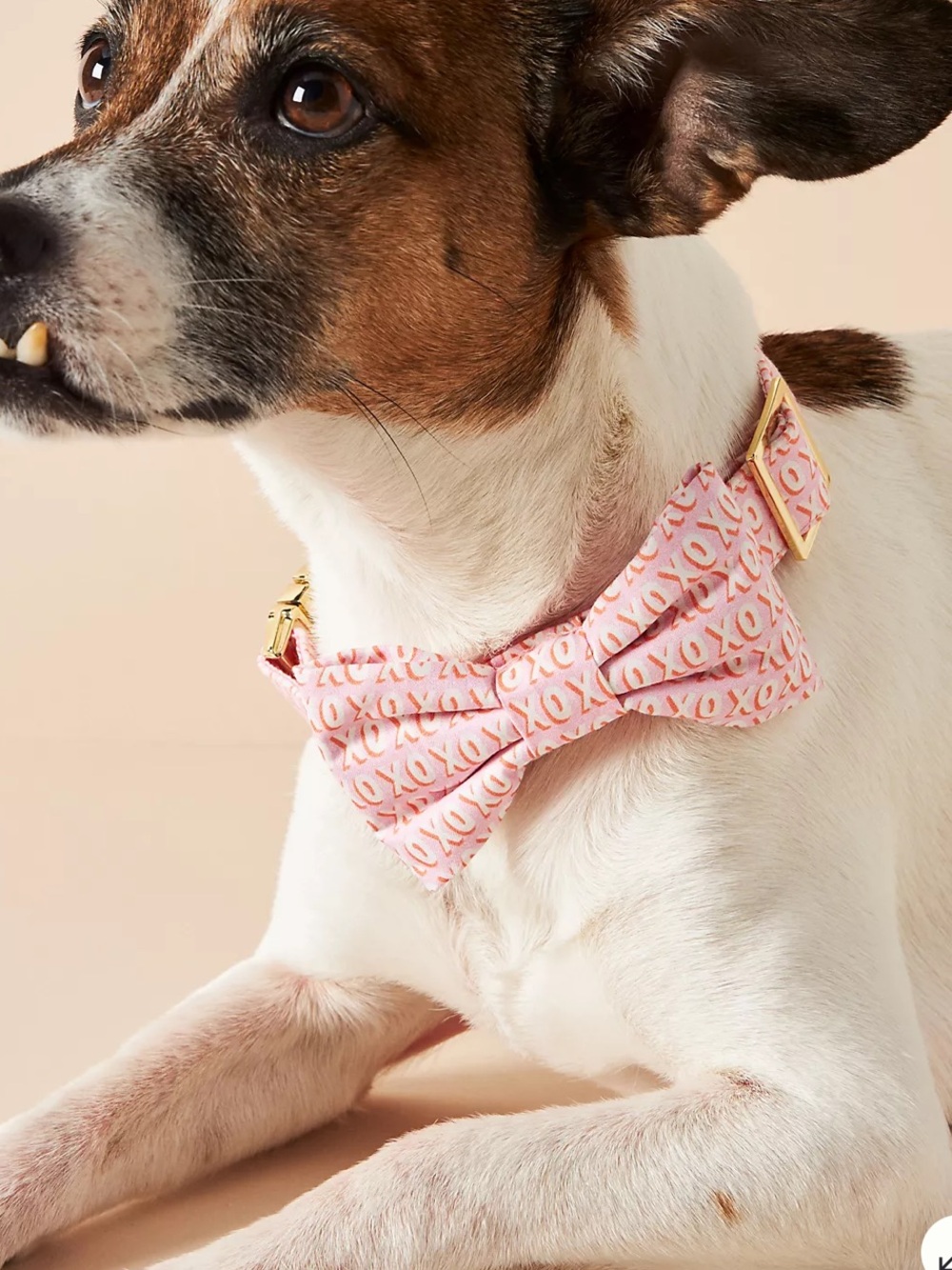 New (2) Anthropologie Hugs And Kisses Lady Bow collar attachment for dogs